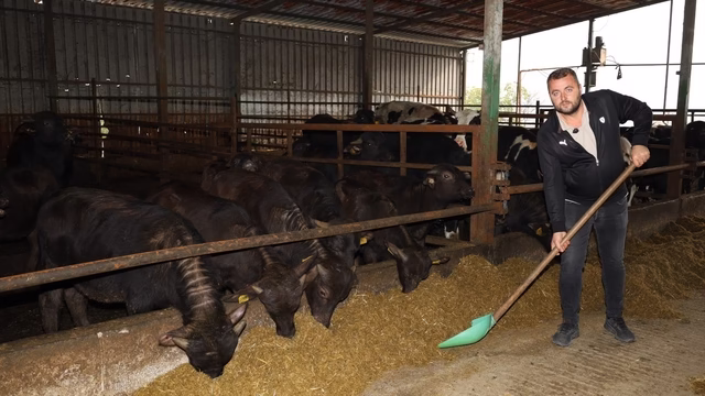 Kocaeli’de manda sayısı artıyor