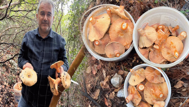 Ormanlık alandan toplanan mantar geçim kapısı oldu