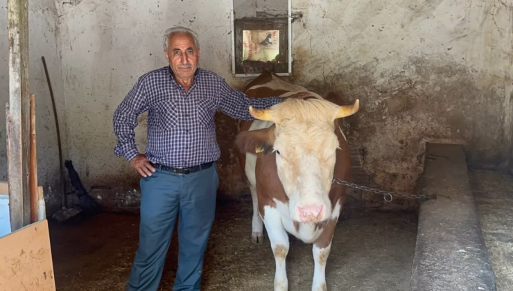 Sahibini dolandırıp, ineğini 155 TL’ye aldılar