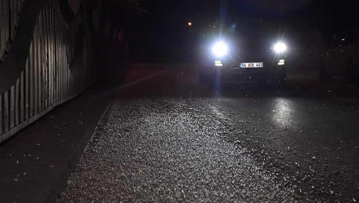 Binlercesi aynı gün çiftleşip topluca öldüler