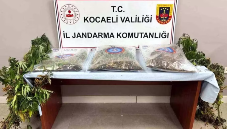 Kocaeli’de Uyuşturucu Operasyonu: 556 Kök Kenevir ve 2 Tutuklama