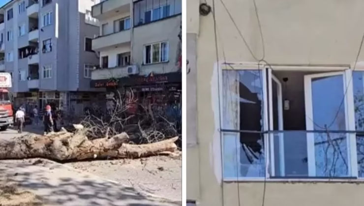Sakarya’da asırlık ağaç binanın üzerine devrildi