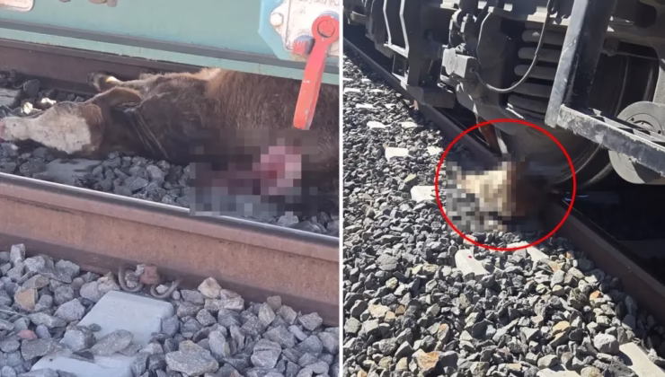 “Sahtekar” dedikleri müteahhit köylüleri perişan etti: Tarım ve hayvancılık yapamaz hale geldik