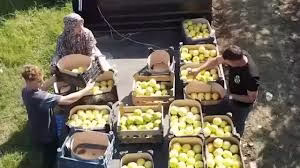 Kocaeli’de tescilli Eşme ayvasının hasadı başladı