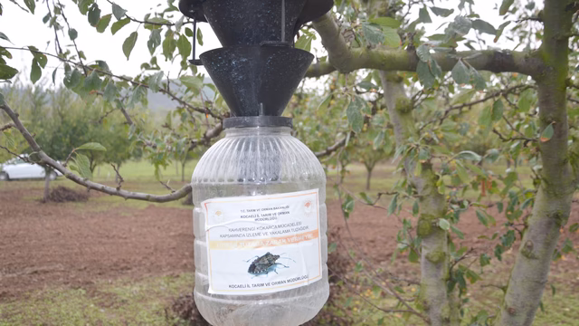 Karamürsel’de kahverengi kokarcaya karşı mücadele sürüyor