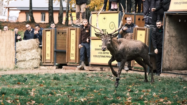 Kocaeli’de 7 kızılgeyik daha doğaya salındı