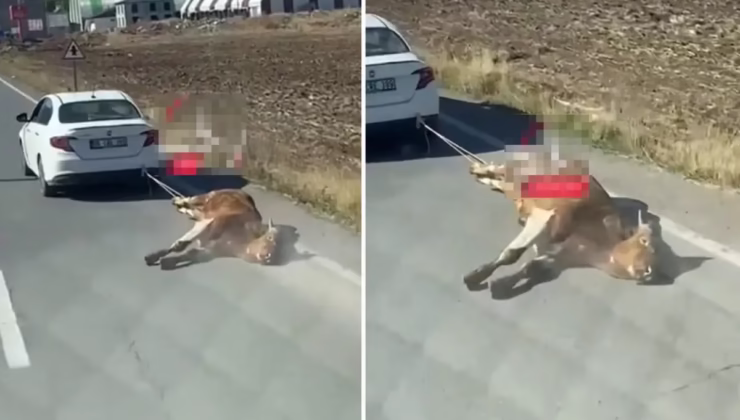 Ölü ineği aracına bağlayıp kilometrelerce sürükledi