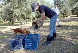Karamürsel’de hasat edilen zeytinler yağa dönüşmeye başladı