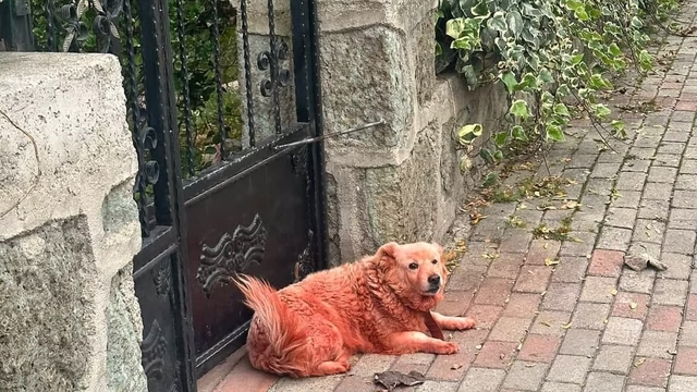 Boyalı köpekler merak uyandırdıSosyal medyadaki “renkli köpek” endişesine yanıt