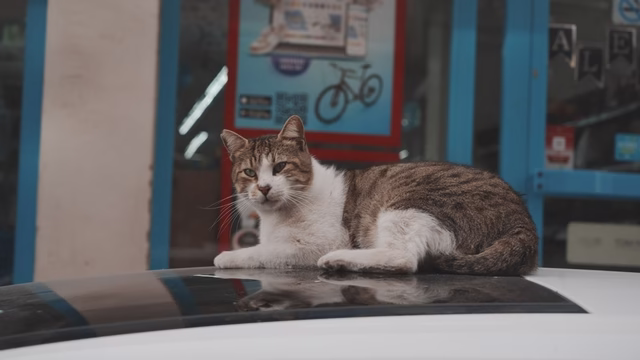 Sokak kedilerinin market mesaisiAdeta mağaza personeli gibiler: Otomatik kapıların önünden ayrılmıyorlarSokaklardan “vardiya” usulü market önüne