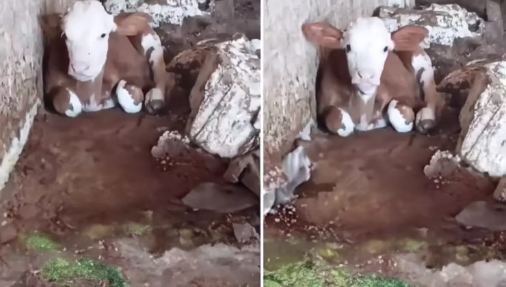 Talihsiz buzağı: Dış görünüşü nedeniyle annesi bile onu istemiyor