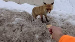 Kocaeli’de bir kişinin barakasına gelen tilkiyi beslemesi kamerada