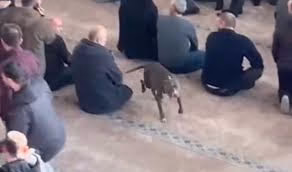 Kocaeli’de camide başıboş gezen pitbullun sahibine adli ve idari işlem uygulandı