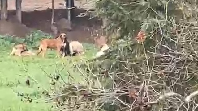 Derince’de başıboş köpek tepkisi: “30’a yakın köpek bir arada dolaşıyor”