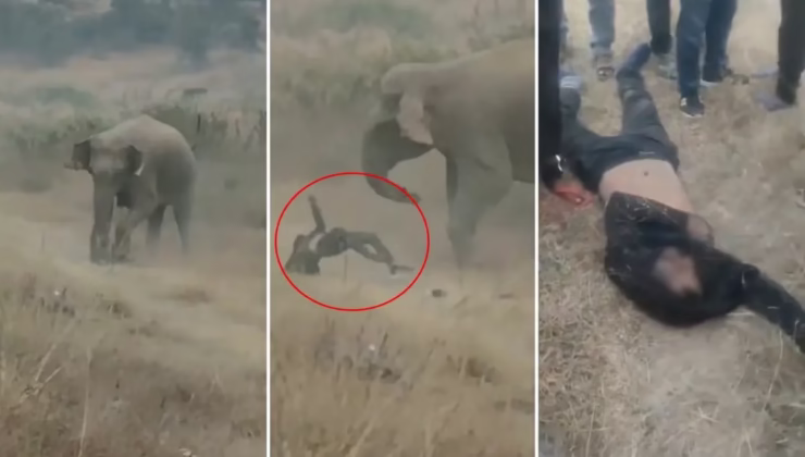 Fil sürüsü köylülere saldırdı! 4 kişi ezilerek can verdi, tehlike geçmiş değil