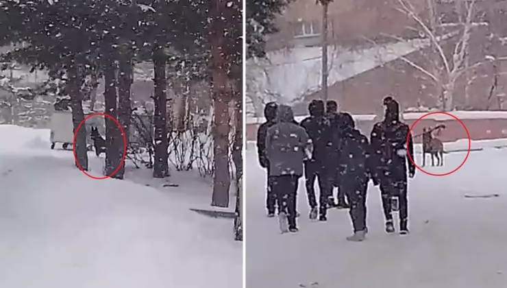Okul bahçesine giren kurt köpeği öğrencilere saldırdı: 3 yaralı
