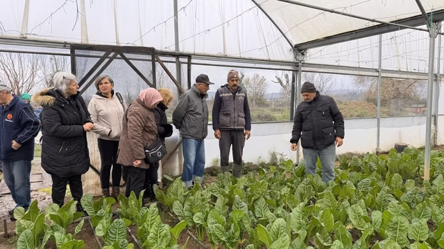“Saygınlar Kulübü” üyeleri serada hasat yaptı