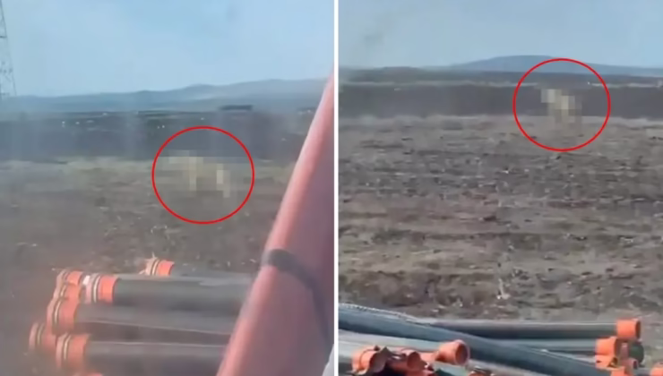 Sivas’ta tarlasını süren çiftçiyi ürküten görüntü